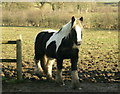 2008 : Horse in a pasture south of Frome