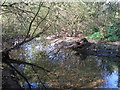 Reflections in the River Ravensbourne