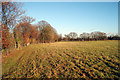 Field near Mathurst Farm