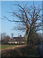 Old oak trees by Yaxley Road