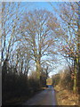 Tree lined lane north of Thornham Parva