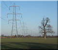 Field with pylons and tree