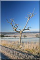 NO4247 : Solitary tree, Strathmore vale in background by Dan