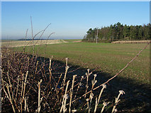 TL5954 : Farmland and wood near Spike Hall by Hugh Venables