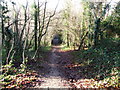 Victoria Road, Taddington Wood