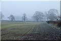 Crops growing near Brewood, Staffordshire