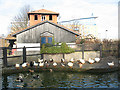 Rotherhithe City Farm - ducks