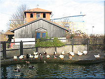 TQ3679 : Rotherhithe City Farm - ducks by Stephen Craven