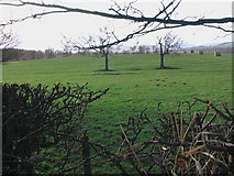 NU0718 : Old cultivation patterns in meadowland near Beanley by ian shiell