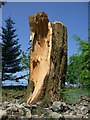 NY3404 : Fallen tree by Nick Barker