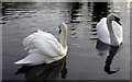 Mute Swans