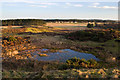 A pond close to Leuchar Moss