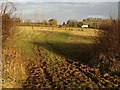 Cattle at Sparkwell