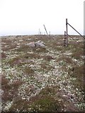 NH8012 : Cairn and cladonia, Cnoc Fraing South Top by Richard Webb