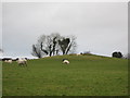 Sheep on a filled Shaft at Kitts Steps Mine