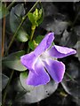 Periwinkle (Vinca major)