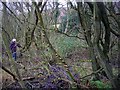 Spring below Foxhall, Castlemorton Common