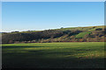 Field east of Llanfihangel y Creuddyn