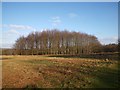 Copse in Richmond Park