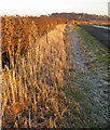 Roadside Hedge