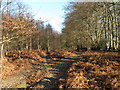 Bridleway in Lodgesale Wood