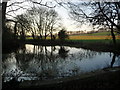 Winterborne Came: pond on the South Winterborne