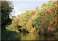 Autumn colours by the Staffordshire and Worcestershire Canal