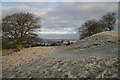 Frosted pasture