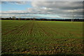 Winter cereals at Little Comberton