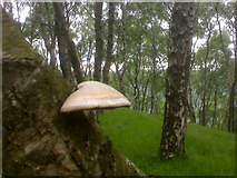 SK2479 : Fungi growing on a Silver birch in Bolehill Quarry near Grindleford by James Haynes