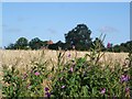 View across field towards The Round Church, Little Maplestead