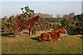 New Forest Ponies, Rockford Common, New Forest