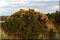 Flowering Gorse Shrub