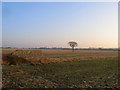TQ4113 : Field near Cowlease Farm by Simon Carey
