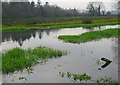 Water Meadows near Puddletown