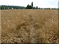 Fields approaching Woodborough