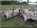 Old Fallen Logs