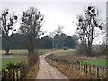 Trees full of mistletoe, Northington Grange