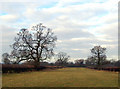 Pasture near Stockton, Warwickshire