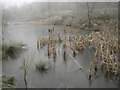 Frozen pond at Linear Park