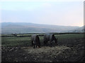 horses in a field