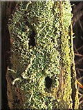 NS3778 : A lichen - Cladonia macilenta by Lairich Rig