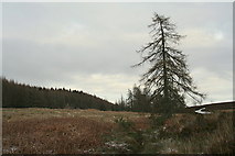 NJ0549 : A larch by Romach burn to the east of Sleughwhite by Des Colhoun
