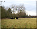 Footpath, Tomlow, Warwickshire