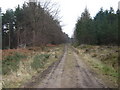 Track  in  Broxa  Forest