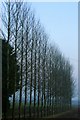 Poplars at dusk