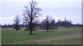 Lime Trees in Kiplin Park