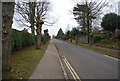 Pollarded trees, Langham Rd