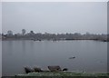 Fishing pool on Doxey Marsh nature reserve