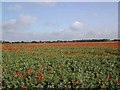 Poppies across Walmley Ash